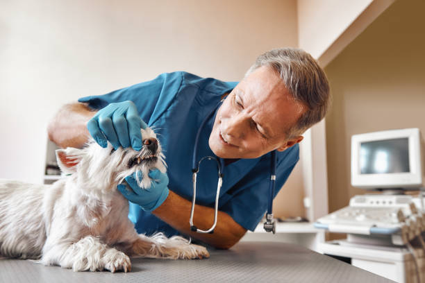 Best Weekend Emergency Dentist in Rosedale, LA